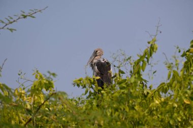 Doğal ortamda bir Asyalı açık gagalı leylek