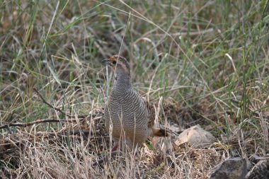 Güzel gri bir francolin kuşunun bir ormanın çimen bölgesinde yiyecek aradığı görüldü.