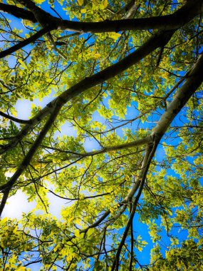 Doğanın güzel manzarası