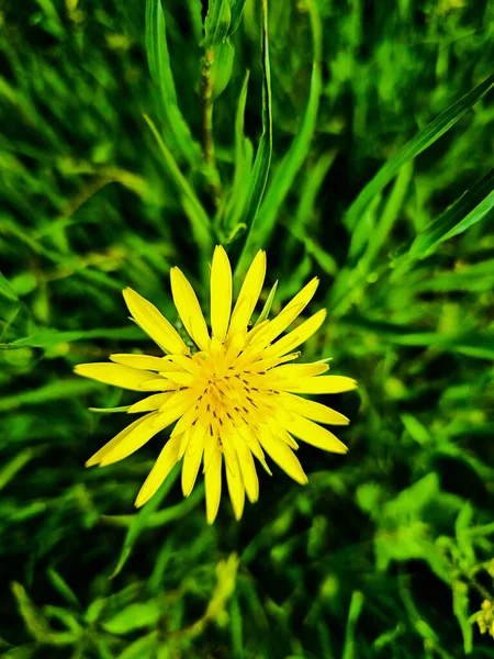 Όμορφο Κίτρινο Λουλούδι Στο Φόντο Του Λιβαδιού — Φωτογραφία Αρχείου