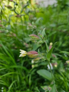 Bahçedeki güzel çiçekler
