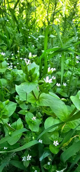 Zielone Liście Rośliny Ogrodzie — Zdjęcie stockowe