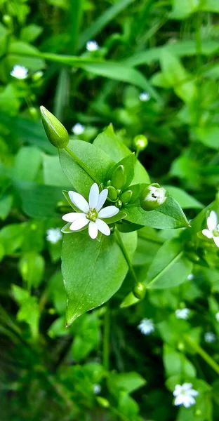Біла Квітка Городі Зеленій Траві — стокове фото