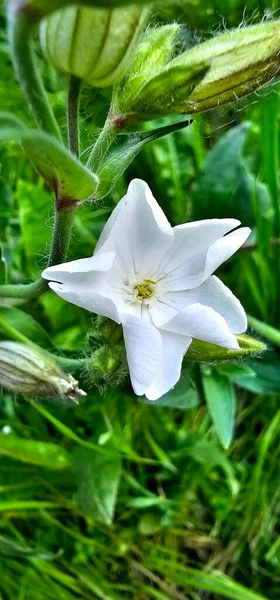 Fehér Virág Kertben — Stock Fotó