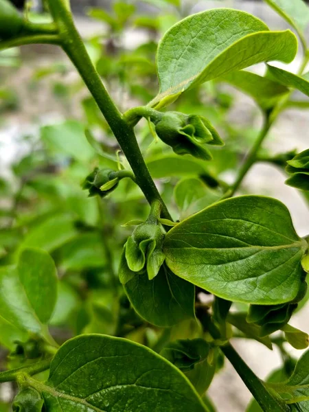 Detailní Zelená Rostlina Rostoucí Keři — Stock fotografie