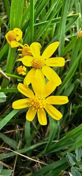 Gyönyörű Sárga Virág Kertben Flóra Természetben — Stock Fotó