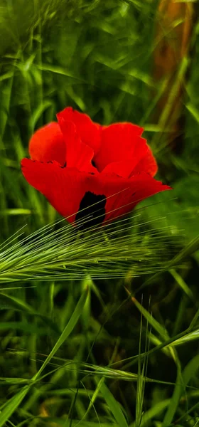 Bahçede Kırmızı Gelincik Çiçeği — Stok fotoğraf