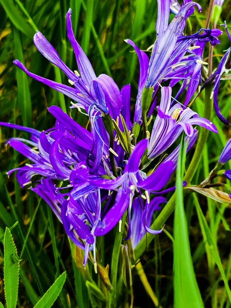 Flores Muy Hermosas Púrpura Crece Nuestro Jardín — Foto de Stock