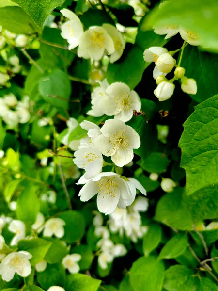 Pequenas Flores Bonitas Jardim Verão — Fotografia de Stock