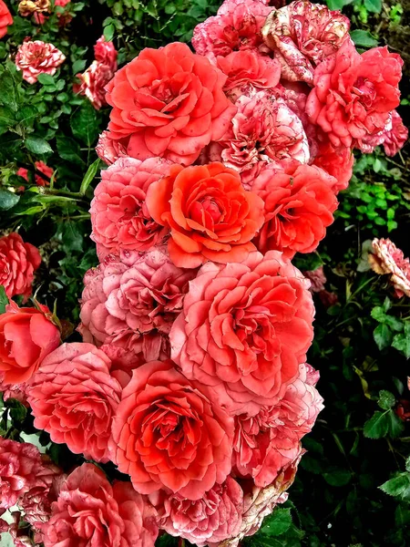 Τριαντάφυλλα Πολλά Τριαντάφυλλα Όμορφη Φύση Καλοκαιρινό Κήπο Στη Χώρα — Φωτογραφία Αρχείου