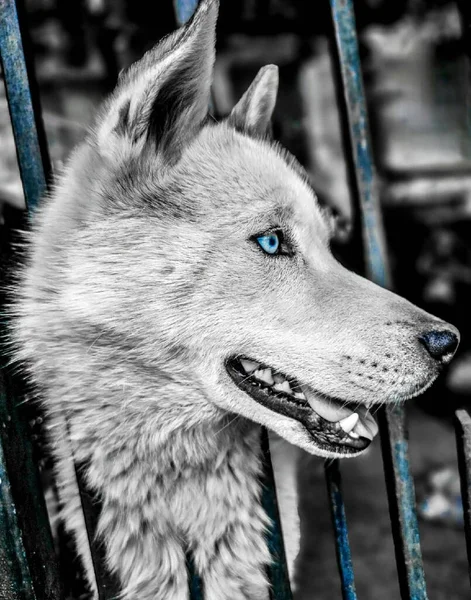 一个漂亮的哈士奇狗的肖像 我的哈士奇狗是一只蓝眼睛的白狗 — 图库照片