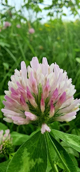 Прекрасні Квіти Саду Рожева Конюшина Квітка Влітку — стокове фото
