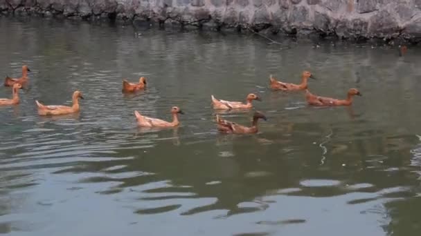 Flocks Ducks One Line Walk Rippling River — Stock Video