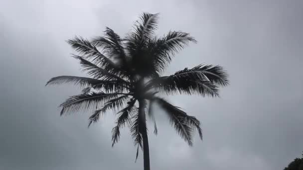 Palm Träd Blåser Vinden Mulen Himmel Suddigt Regnvatten — Stockvideo