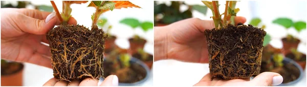 Mentransplantasikan Begonias Muda Dalam Tanah Dalam Pot Baru Akar Tunas — Stok Foto