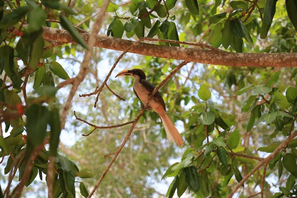 Pájaro Cuerno Ceilán Bill Una Rama Árbol — Foto de Stock