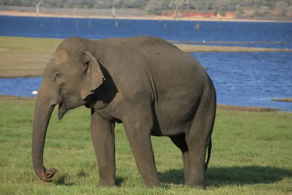 Elefante Salvaje Cerca Lago —  Fotos de Stock