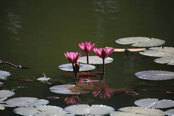 Lírio Água Rosa Bonito Flor Lótus Lago — Fotografia de Stock