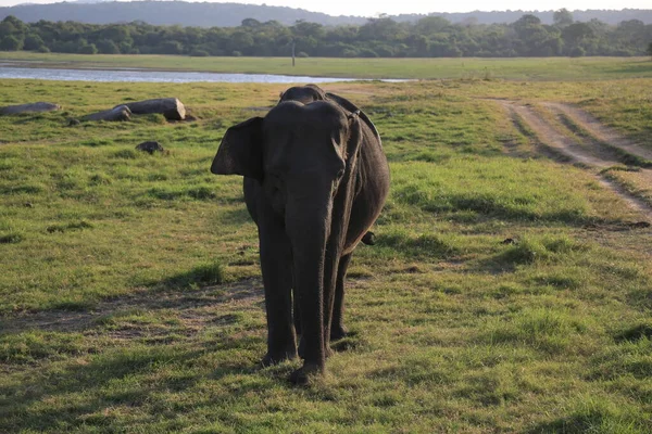 Elefante Selvagem Parque Nacional Yala — Fotografia de Stock