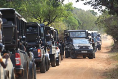 Ulusal parkta hayvanları görmek için arka arkaya Safari cipi.