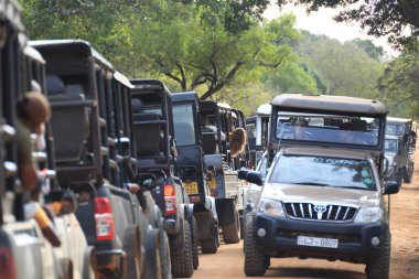 Yala Ulusal Parkı 'nda hayvanları görmek için arka arkaya Safari cipi.