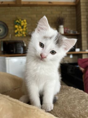 beyaz tüylü sevimli kedi yavrusu