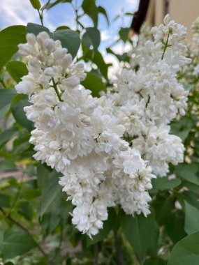Bahçede yumuşak mavi ve yeşil yapraklı beyaz leylak çiçekleri.
