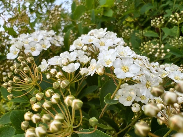 closeup of the beautiful white bush flowers in bloom
