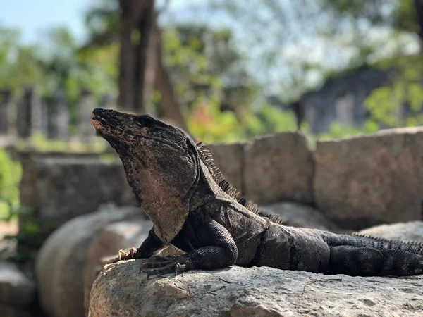 Black Iguana Ctenosaura Similis Рядом Храмом Кукулькна Castillo Чичен Ица — стоковое фото