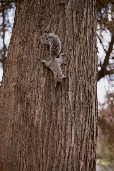 松鼠从森林里的一棵树上垂直下头觅食 — 图库照片