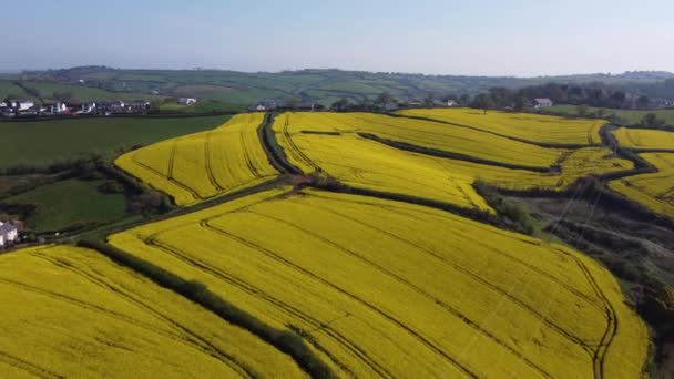 Kingskerswell South Devon Αγγλία Ελαιοκράμβη Αγροκτήματα Εξοχή Drone Aerial Views — Αρχείο Βίντεο