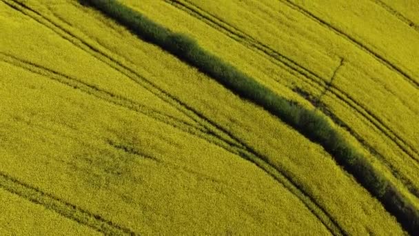 Kingskerswell Devon England Oilseed Rape Field 钻头可以俯瞰整个油田各种模式的油菜籽油菜地 — 图库视频影像