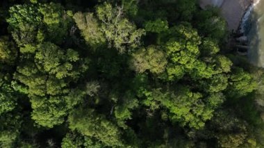 Churston Ormanı, Torbay, Güney Devon, İngiltere: OVERHEAD DRONE VİEW: İnsansız hava aracı, Churston Ormanı ağaçlarının tepesi / tepesi sabah güneşiyle aydınlanan doğrudan tepeden görünen Elberry Cove plajının ve denizin bir kısmını gösteriyor.