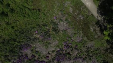 Stover Country Park, Güney Devon, İngiltere: DRONE VIEWS: İnsansız hava aracı Stover Country Park üzerinde mor rhododendronların yer aldığı bir alan üzerinde uçar; kozalaklı ağaç tepelerinin doğrudan ve tepeden görünüşü (kozalaklı ağaçların yerini almak için 2. Klip 2.
