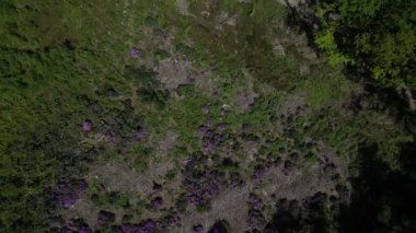 Stover Country Park, Güney Devon, İngiltere: DRONE VIEWS: İnsansız hava aracı Stover Country Park üzerinde mor rhododendronların yer aldığı bir alan üzerinde uçar; kozalaklı ağaç tepelerinin doğrudan ve tepeden görünüşü (kozalaklı ağaçların yerini almak için 2. Klip 1.