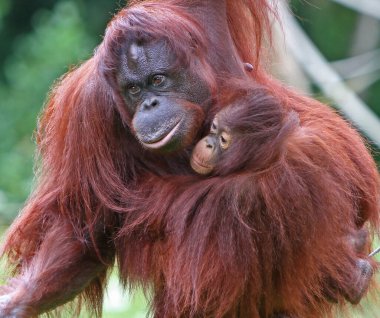 Paignton, Torbay, Güney Devon, İngiltere: Bir Anne Orangutan, Paignton Hayvanat Bahçesi 'ndeki kaplamalarında kızını kucaklıyor. Hayvanat bahçesi 2023 yılında 100. kuruluş yıldönümünü kutladı ve önemli bir turist / ziyaretçi merkezi oldu..