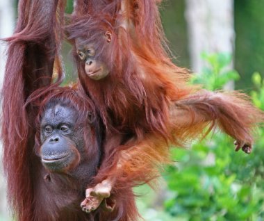 Paignton, Torbay, Güney Devon, İngiltere: Anne ve kızı orangutanlar Paignton Hayvanat Bahçesi 'ndeki açık hava çevrelerinde birlikte vakit geçirirler. Hayvanat bahçesi 2023 yılında 100. kuruluş yıldönümünü kutladı..