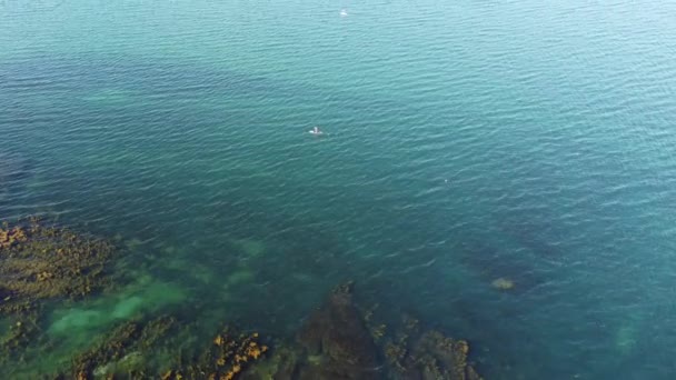 Oyster Cove Torbay South Devon Inglaterra Vistas Dron Dron Vuela — Vídeo de stock