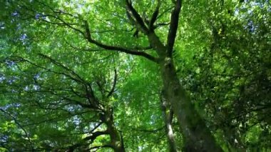 Stoke Gabriel, Güney Devon, İngiltere: DRONE VİEWS: İnsansız hava aracı, güneşli bir yaz gününde ormanlık alanda seyahat ederken sık bir ağaç tepe örtüsünün alçak açılı bir görüntüsünü gösteriyor. Güney Devon güzel kırsal bölgeleri ile popüler bir İngiliz tatil beldesidir (2).).