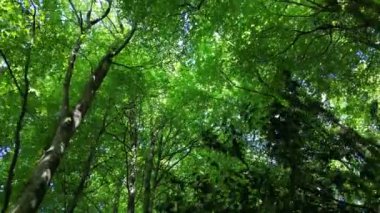 Stoke Gabriel, Güney Devon, İngiltere: DRONE VİEWS: İnsansız hava aracı, güneşli bir yaz gününde ormanlık alanda seyahat ederken sık bir ağaç tepe örtüsünün alçak açılı bir görüntüsünü gösteriyor. Güney Devon güzel kırsal bölgeleri ile popüler bir İngiliz tatil beldesidir (1).