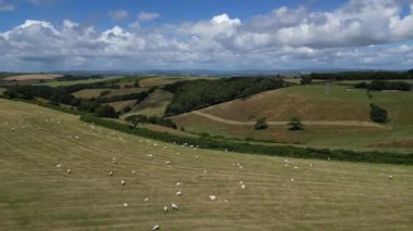 Kingswear, Güney Devon, İngiltere yakınlarındaki Hillhead: DRone VieWS: Bir vadiye bakan bir çiftlik alanında otlayan koyun sürüsü. Devon büyük bir tarıma elverişli ve çiftlik hayvanı çiftliği.