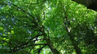 Stoke Gabriel, Güney Devon, İngiltere: DRONE VİEWS: Güneşli bir yaz gününde sık bir ağaçlık tepe örtüsünün alçak açılı görüntüsü. Güney Devon, güzel kıyı şeridi ve kırsal kesimiyle ünlü popüler bir İngiliz tatil beldesidir (Clip 3).