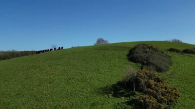 Churston, Torbay, Güney Devon, İngiltere: DRONE VİEWS: İnsansız hava aracı bir vadiyi ortaya çıkarmak için küçük bir inek sürüsünün üzerinden yokuş yukarı uçuyor. Torbay, İngiltere 'nin popüler bir tatil ve emeklilik bölgesi..