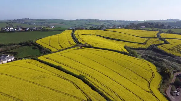 Kingskerswell, Güney Devon, İngiltere: DRONE ViEW: Kolza tohumu bitkilerinin yüksek açılı manzarası. Devon ekilebilir, ekilebilir ve hayvancılık için önemli bir bölgedir..
