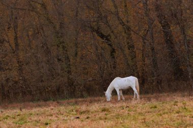 Şafak vakti Missouri, Shannon County 'de vahşi atlar çayırda otluyor..