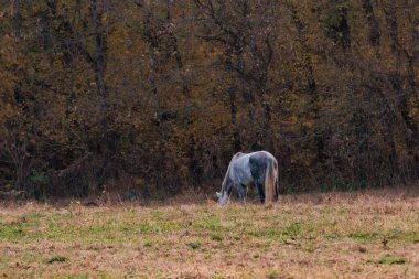 Şafak vakti Missouri, Shannon County 'de vahşi atlar çayırda otluyor..