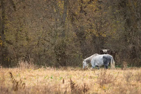 Şafak vakti Missouri, Shannon County 'de vahşi atlar çayırda otluyor..