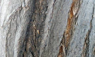 Koyu ahşap desen arka plan yüzeyi, eski doğal desen. Ahşap kabuk arkaplanının kapanışı.