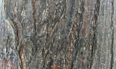 Koyu ahşap desen arka plan yüzeyi, eski doğal desen. Ahşap kabuk arkaplanının kapanışı.