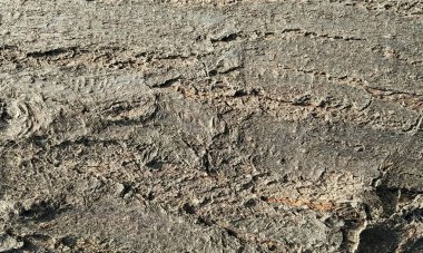 Koyu ahşap desen arka plan yüzeyi, eski doğal desen. Ahşap kabuk arkaplanının kapanışı.